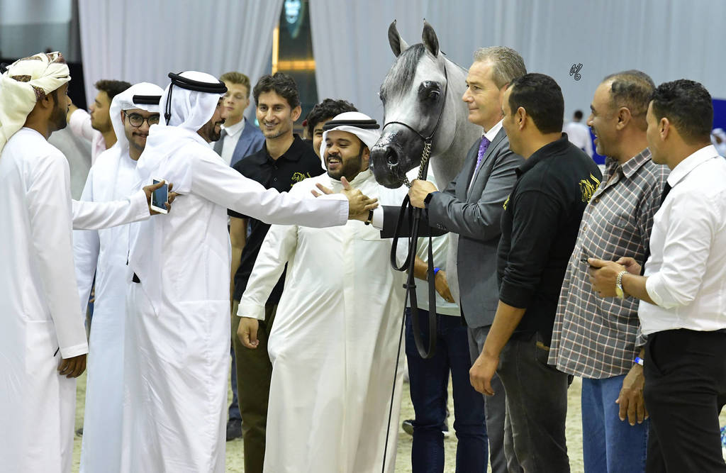 Senior Stallion Gold Champion: Sundown KA (QR Marc X L Serenella)