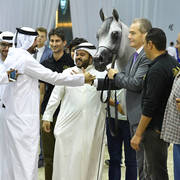 Senior Stallion Gold Champion: Sundown KA (QR Marc X L Serenella)