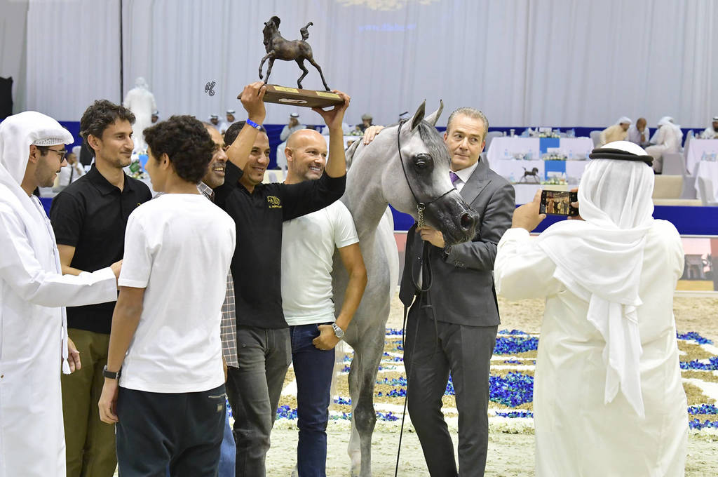 Senior Stallion Gold Champion: Sundown KA (QR Marc X L Serenella)