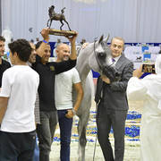 Senior Stallion Gold Champion: Sundown KA (QR Marc X L Serenella)