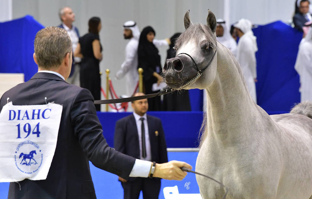 Senior Stallion Gold Champion: Sundown KA (QR Marc X L Serenella)