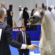 Senior Stallion Gold Champion: Sundown KA (QR Marc X L Serenella)