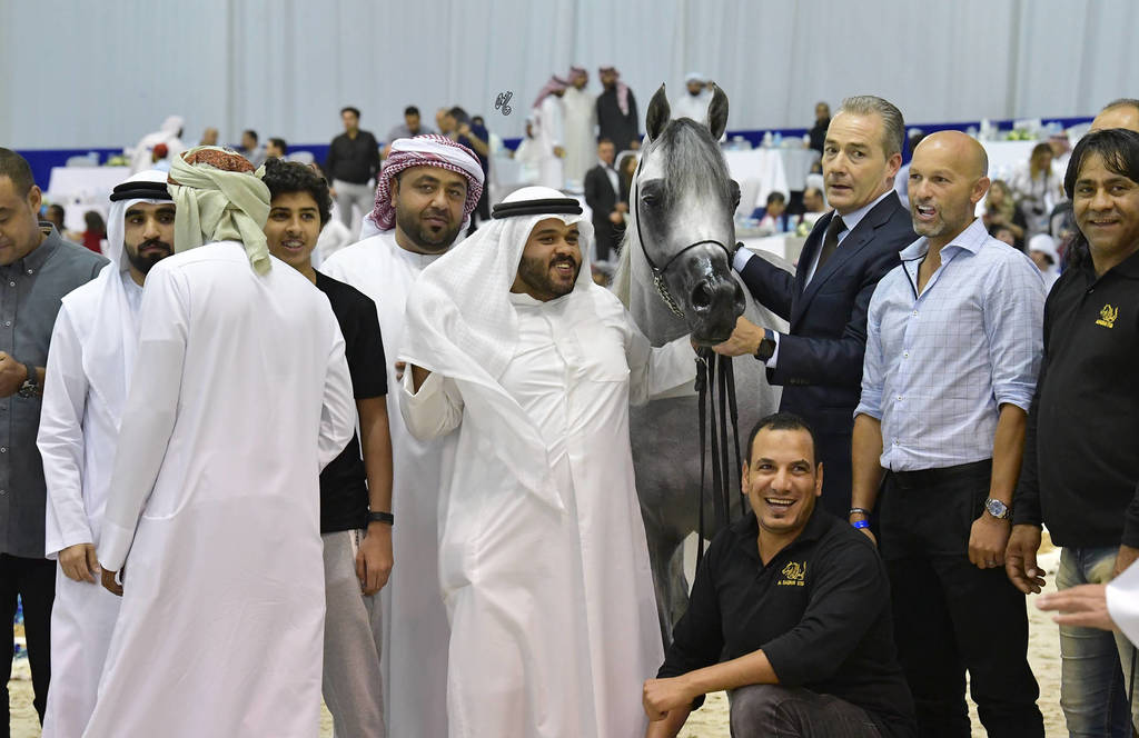 Senior Stallion Gold Champion: Sundown KA (QR Marc X L Serenella)