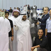 Senior Stallion Gold Champion: Sundown KA (QR Marc X L Serenella)