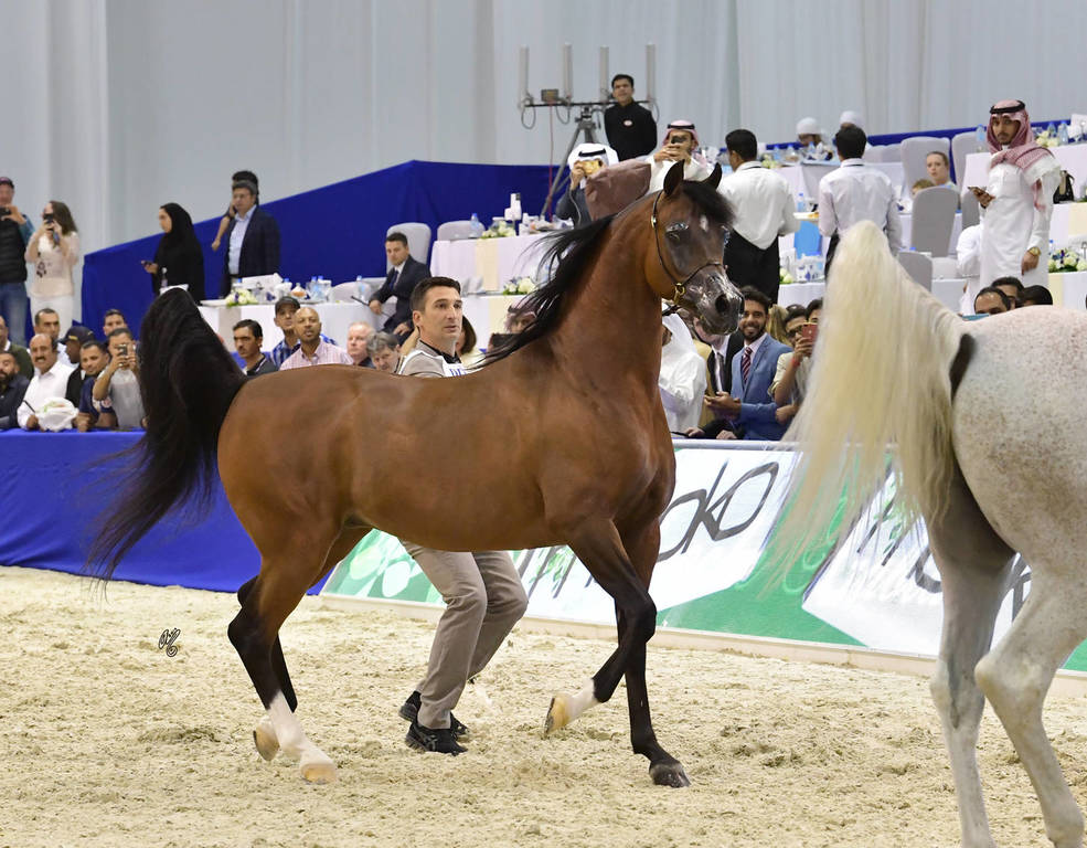 Senior Stallion Silver  Champion: QR Marc (Marwan Al Shaqab X Swete Dreams)