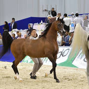 Senior Stallion Silver  Champion: QR Marc (Marwan Al Shaqab X Swete Dreams)