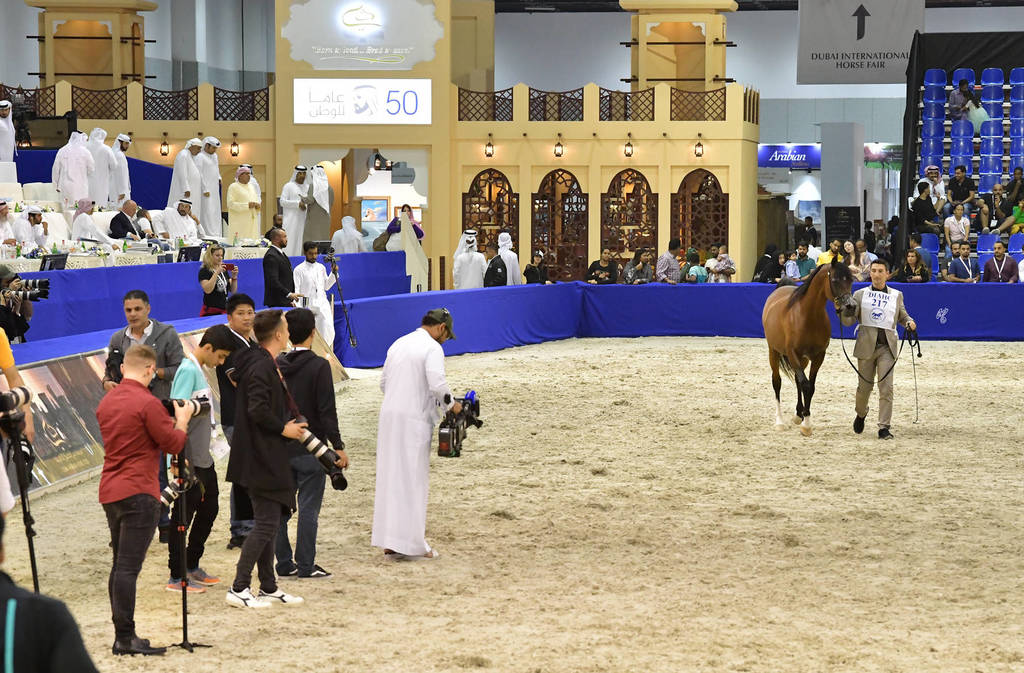 Senior Stallion Silver  Champion: QR Marc (Marwan Al Shaqab X Swete Dreams)