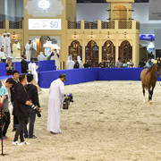 Senior Stallion Silver  Champion: QR Marc (Marwan Al Shaqab X Swete Dreams)