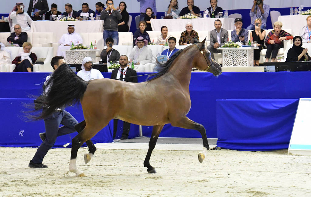 Senior Stallion Silver  Champion: QR Marc (Marwan Al Shaqab X Swete Dreams)