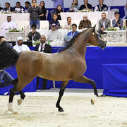 Senior Stallion Silver  Champion: QR Marc (Marwan Al Shaqab X Swete Dreams)