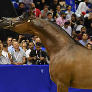 Senior Stallion Silver  Champion: QR Marc (Marwan Al Shaqab X Swete Dreams)