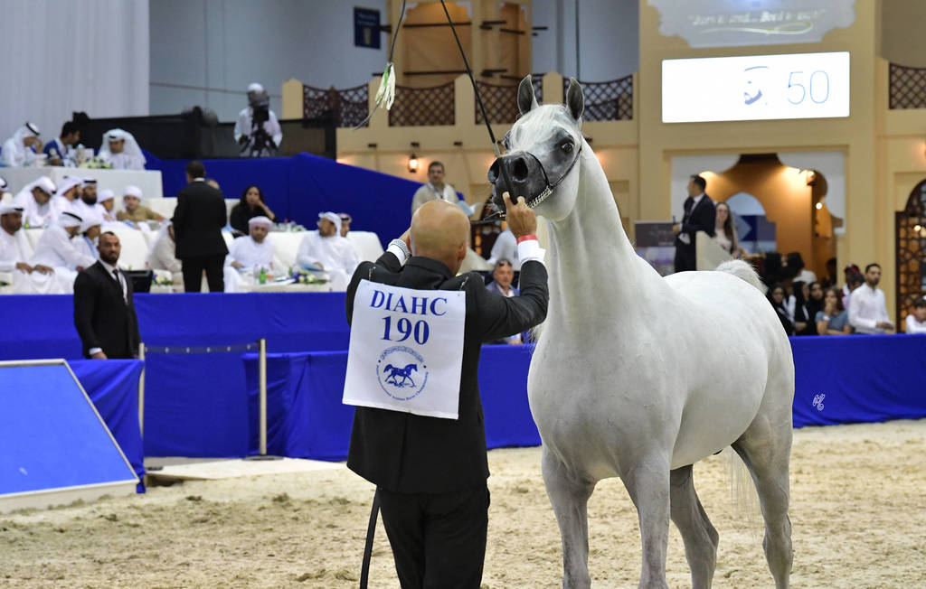 Senior Stallion Bronze Champion: Alexxanderr (Excalibur EA X AR Most Irresistible)