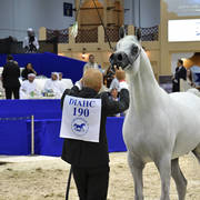 Senior Stallion Bronze Champion: Alexxanderr (Excalibur EA X AR Most Irresistible)