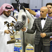 Senior Stallion Bronze Champion: Alexxanderr (Excalibur EA X AR Most Irresistible)