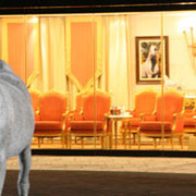 2008 The Al Khalediah Arabian Horse Show 