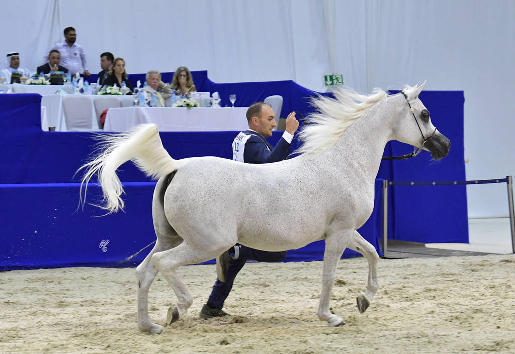 Senior Mare Gold Champion: Pepita (Ekstern X Pepesza)