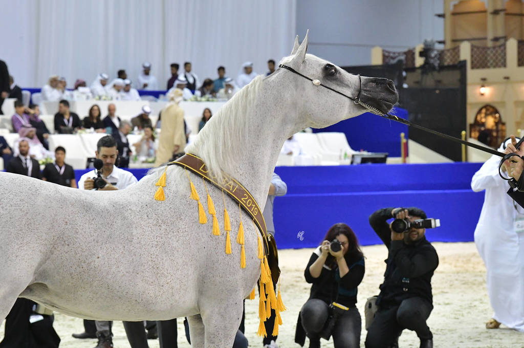 Senior Mare Gold Champion: Pepita (Ekstern X Pepesza)