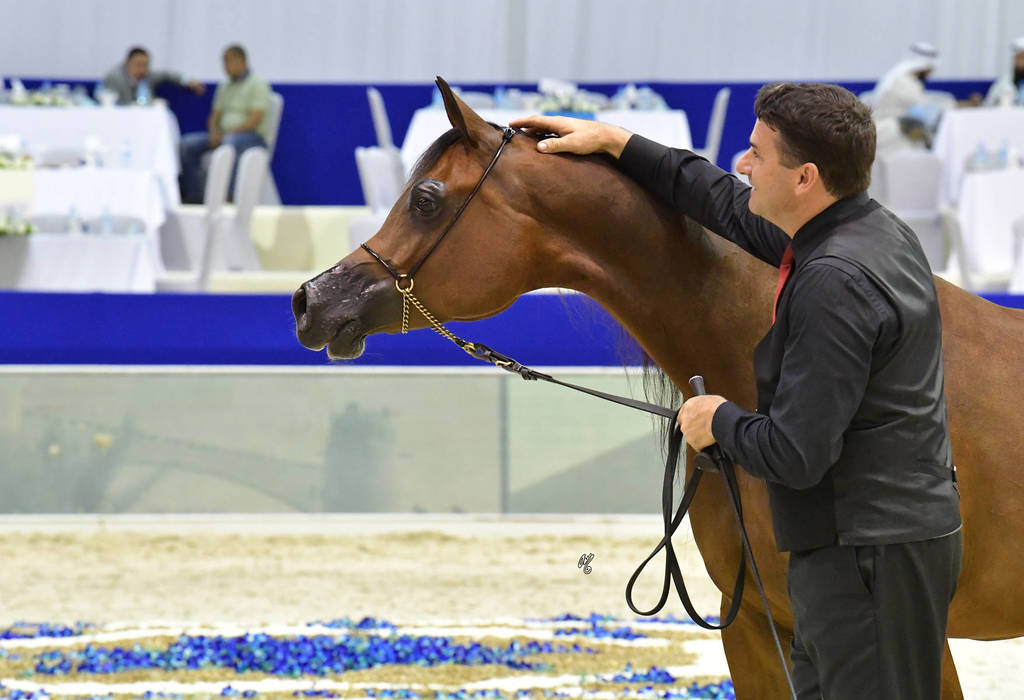 Senior Mare Silver Champion: AJ Sawari (Marwan Al Shaqab X Siberia SA)