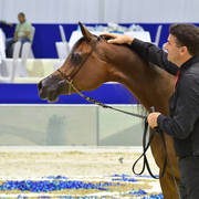 Senior Mare Silver Champion: AJ Sawari (Marwan Al Shaqab X Siberia SA)