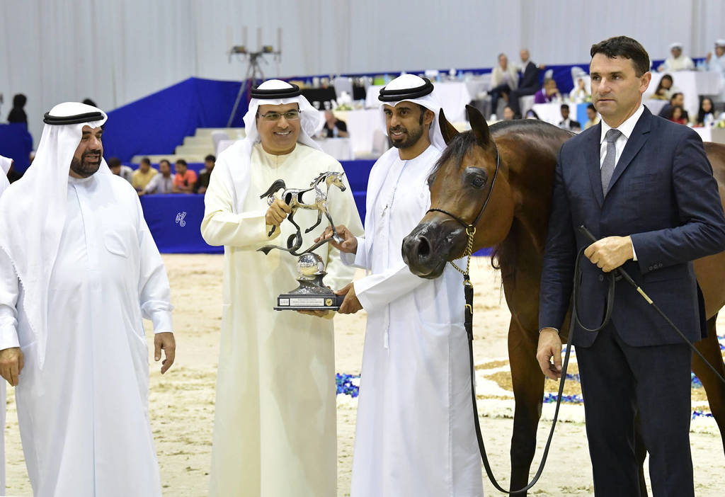 Senior Mare Silver Champion: AJ Sawari (Marwan Al Shaqab X Siberia SA)