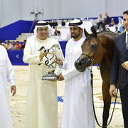 Senior Mare Silver Champion: AJ Sawari (Marwan Al Shaqab X Siberia SA)