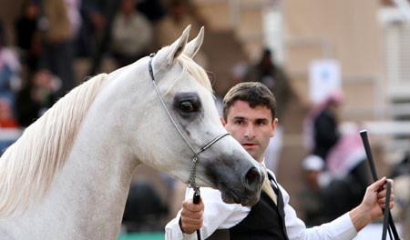 2008 The Al Khalediah Arabian Horse Show 
