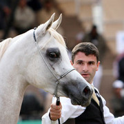 2008 The Al Khalediah Arabian Horse Show 