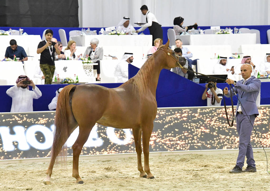 Senior Mare Bronze Champion: Delights Divah RB (Ajman Moniscione X Honey’s Delight RB)