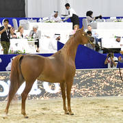 Senior Mare Bronze Champion: Delights Divah RB (Ajman Moniscione X Honey’s Delight RB)