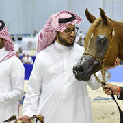 Senior Mare Bronze Champion: Delights Divah RB (Ajman Moniscione X Honey’s Delight RB)