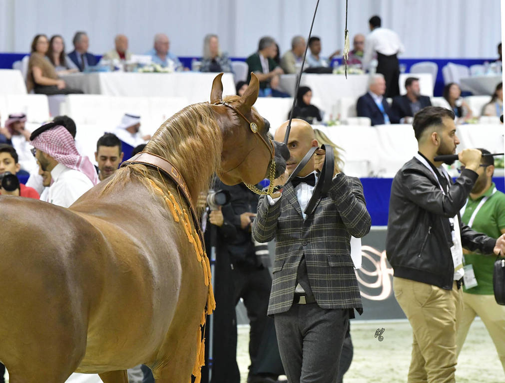 Senior Mare Bronze Champion: Delights Divah RB (Ajman Moniscione X Honey’s Delight RB)
