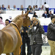 Senior Mare Bronze Champion: Delights Divah RB (Ajman Moniscione X Honey’s Delight RB)