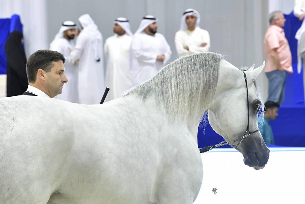 Junior Colt Gold Champion: AJ Kafu (Shanghai EA X AJ Kahayla)