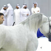 Junior Colt Gold Champion: AJ Kafu (Shanghai EA X AJ Kahayla)