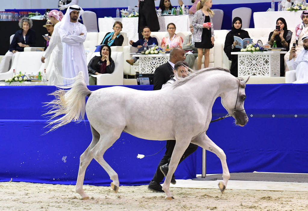 Junior Colt Gold Champion: AJ Kafu (Shanghai EA X AJ Kahayla)