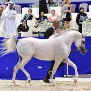 Junior Colt Gold Champion: AJ Kafu (Shanghai EA X AJ Kahayla)