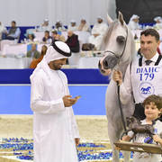 Junior Colt Gold Champion: AJ Kafu (Shanghai EA X AJ Kahayla)