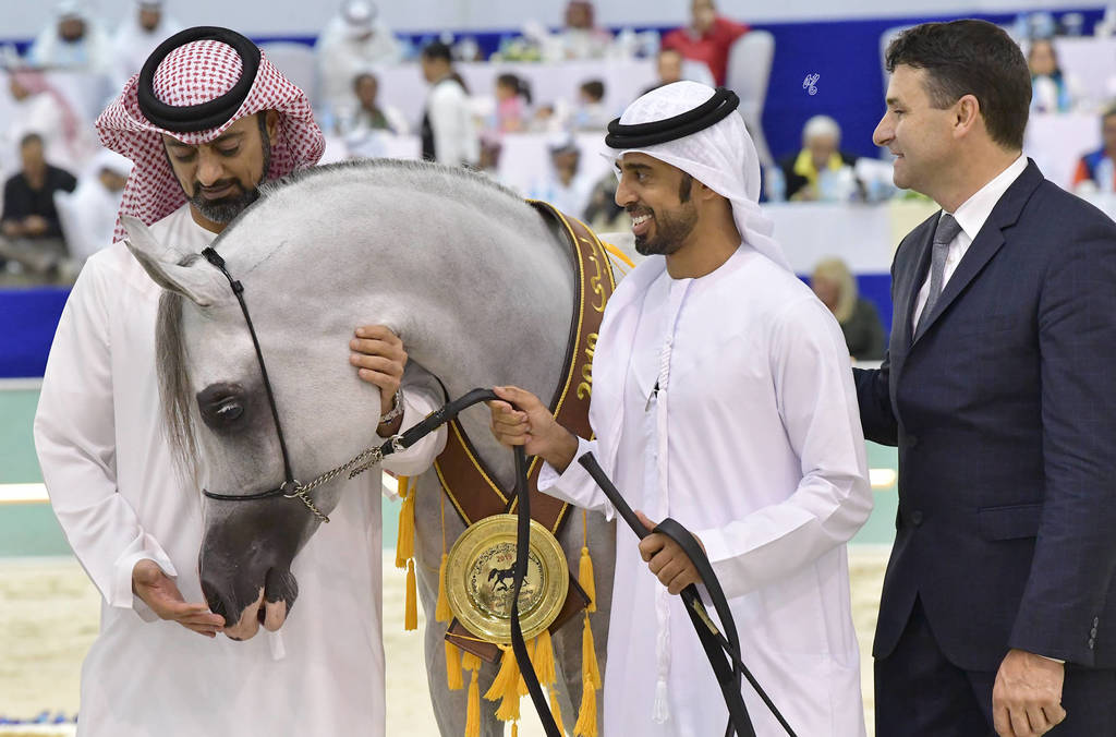 Junior Colt Gold Champion: AJ Kafu (Shanghai EA X AJ Kahayla)