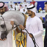 Junior Colt Gold Champion: AJ Kafu (Shanghai EA X AJ Kahayla)