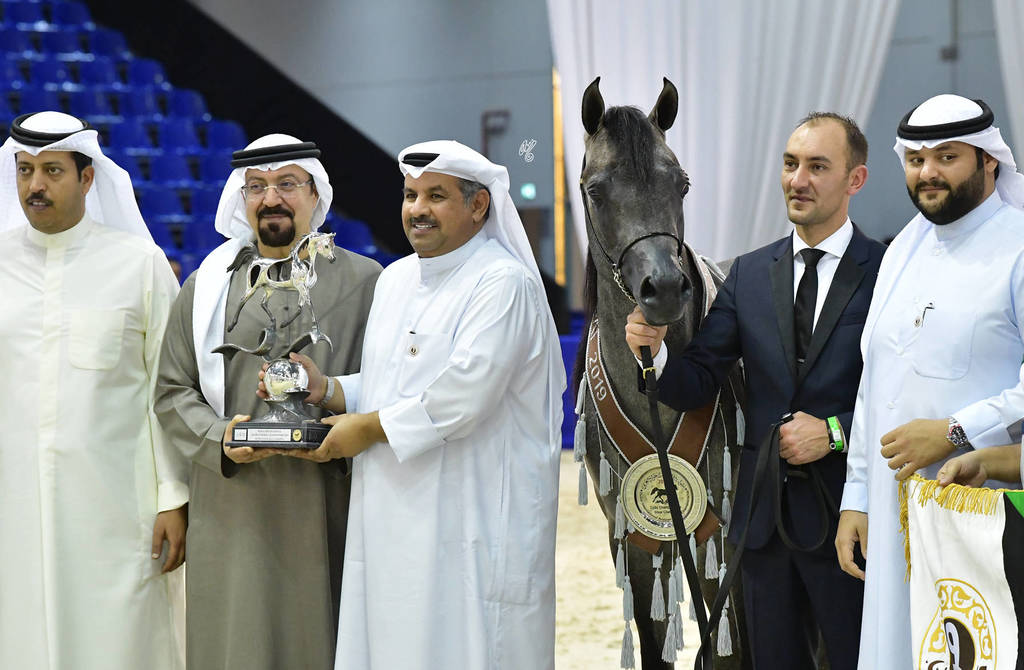 Junior Colt Silver Champion: EKS Farajj (Ibn Farid X EKS Bint Helwah)
