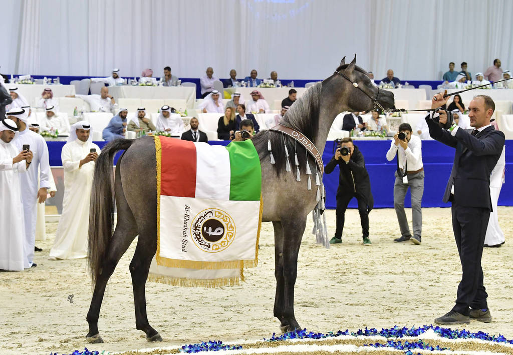 Junior Colt Silver Champion: EKS Farajj (Ibn Farid X EKS Bint Helwah)