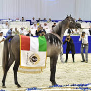 Junior Colt Silver Champion: EKS Farajj (Ibn Farid X EKS Bint Helwah)