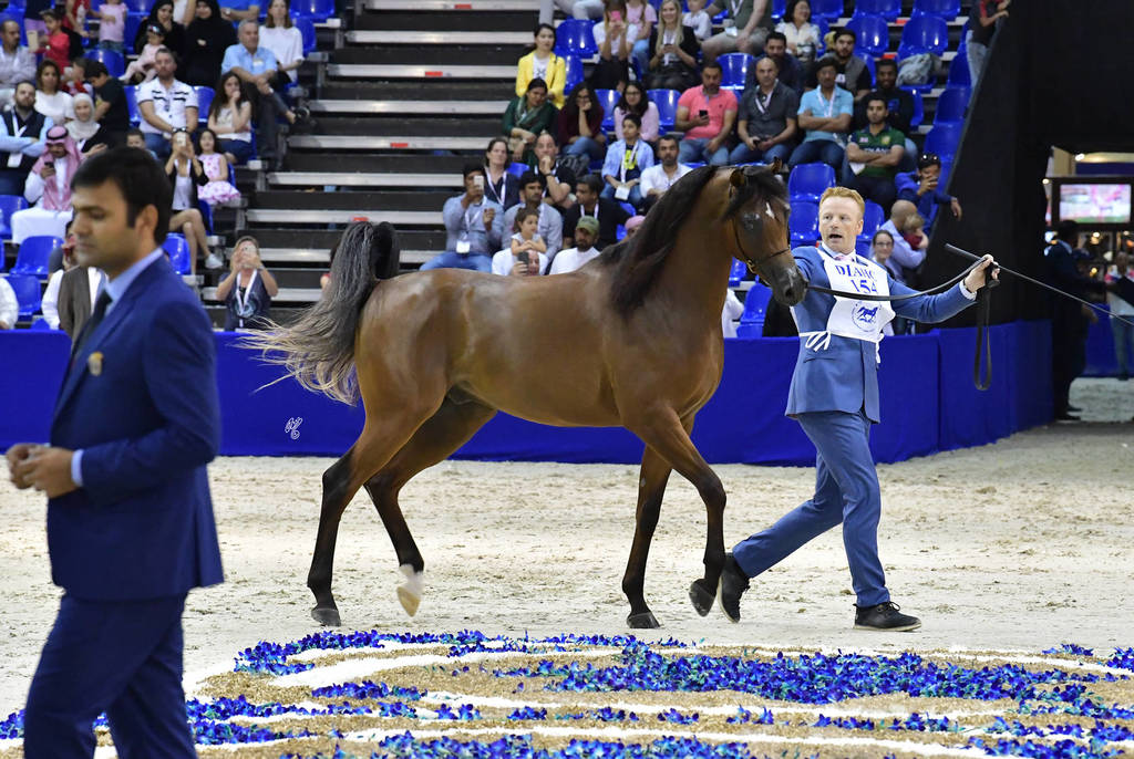 Junior Colt Bronze Champion: Admiraal (Emerald J X Haniyyah)