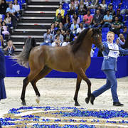 Junior Colt Bronze Champion: Admiraal (Emerald J X Haniyyah)