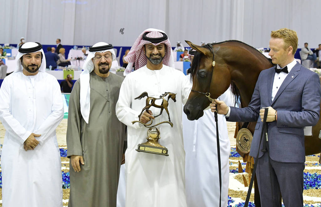 Junior Colt Bronze Champion: Admiraal (Emerald J X Haniyyah)