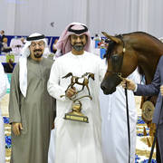 Junior Colt Bronze Champion: Admiraal (Emerald J X Haniyyah)