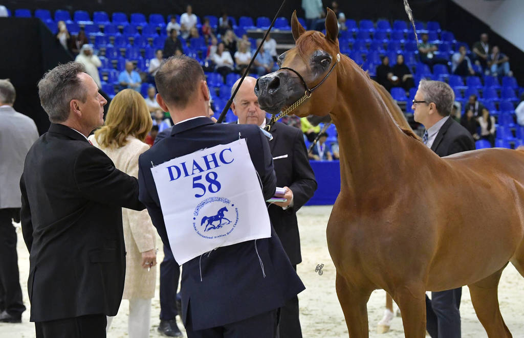 Junior Filly Gold Champion: A Vision MI (Allegiance MI X Always Valentine MI)