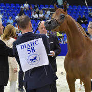 Junior Filly Gold Champion: A Vision MI (Allegiance MI X Always Valentine MI)