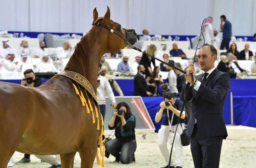 Junior Filly Gold Champion: A Vision MI (Allegiance MI X Always Valentine MI)