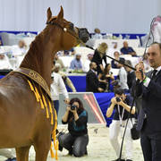 Junior Filly Gold Champion: A Vision MI (Allegiance MI X Always Valentine MI)